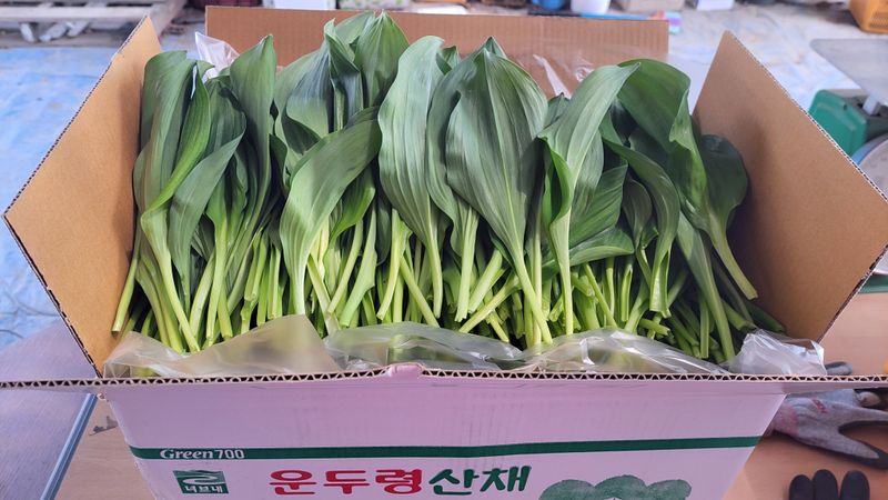 이은정님의 장터 판매 상품 [노지 명이나물 산마늘 잎명이 1kg] 첨부 사진