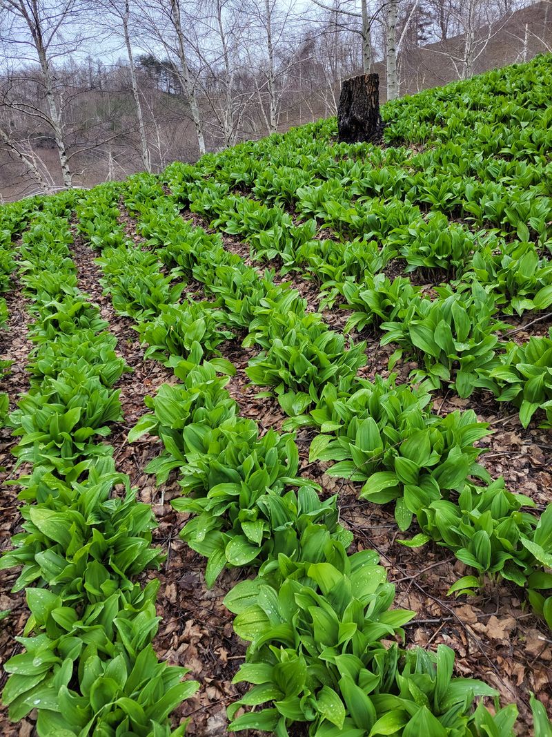 이은정님의 장터 판매 상품 [노지 명이나물 산마늘 잎명이 1kg] 첨부 사진