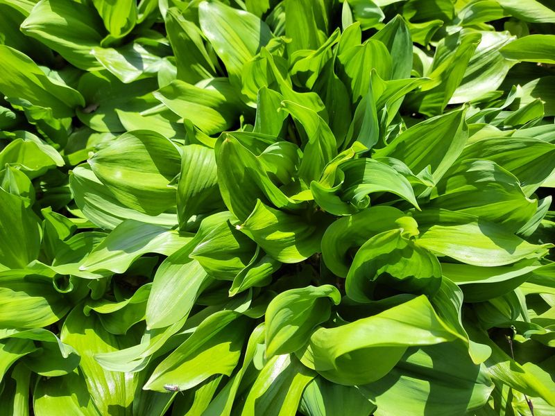 이은정님의 장터 판매 상품 [노지 명이나물 산마늘 잎명이 1kg] 첨부 사진