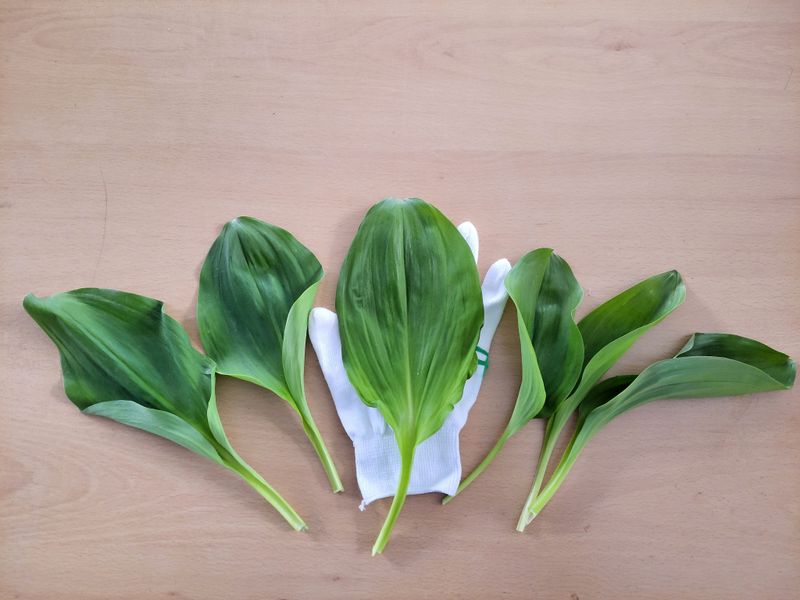 이은정님의 장터 판매 상품 [노지 명이나물 산마늘 잎명이 1kg] 첨부 사진