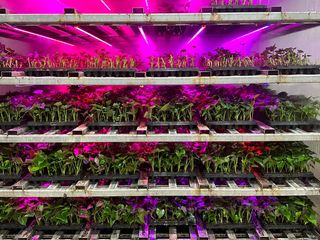 김동수님의 고구마 · 자유게시판 작성글 사진