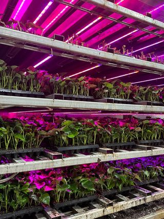 김동수님의 고구마 · 자유게시판 작성글 사진