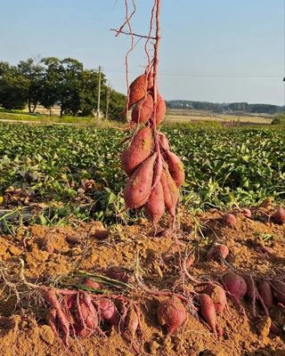 김동수님의 고구마 · 자유게시판 작성글 사진