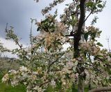 팜모닝 사과·병해충상담 게시글 이미지