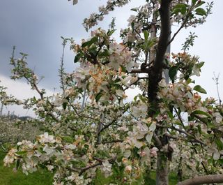 김현주님의 사과 · 병해충상담 작성글 사진