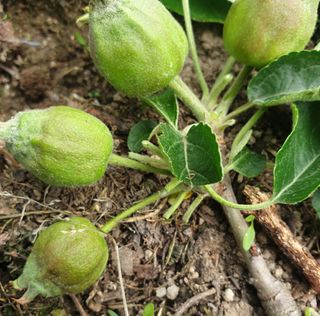 김현주님의 사과 · 병해충상담 작성글 사진