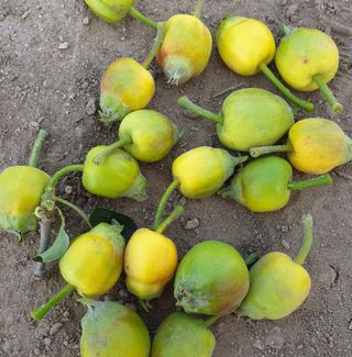 김현주님의 사과 · 병해충상담 작성글 사진