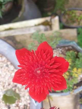 대추.야생화김민경님의 자유주제 · 자유게시판 작성글 사진