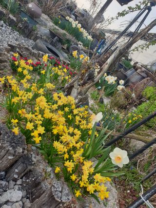 대추.야생화김민경님의 자유주제 · 자유게시판 작성글 사진