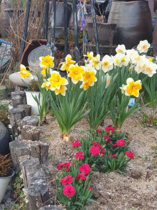 대추.야생화김민경님의 자유주제 · 자유게시판 작성글 사진