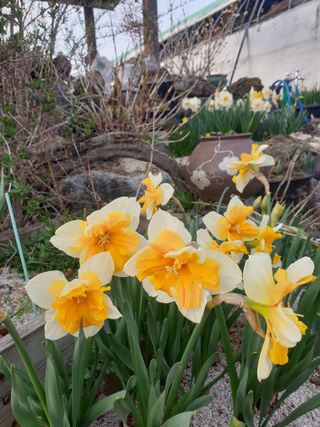 대추.야생화김민경님의 자유주제 · 자유게시판 작성글 사진