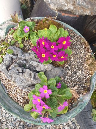 대추.야생화김민경님의 자유주제 · 자유게시판 작성글 사진