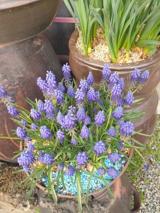 대추.야생화김민경님의 자유주제 · 자유게시판 작성글 사진