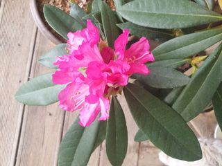 대추.야생화김민경님의 자유주제 · 자유게시판 작성글 사진