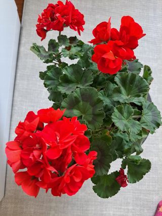 신한숙님의 자유주제 · 자유게시판 작성글 사진