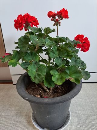 신한숙님의 자유주제 · 자유게시판 작성글 사진