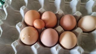 사과20730님의 자유주제 · 자유게시판 작성글 사진