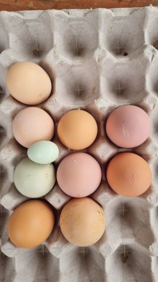 사과20730님의 자유주제 · 자유게시판 작성글 사진