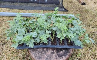 김중언님의 기타작물 · 자유게시판 작성글 사진