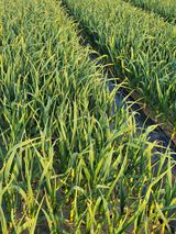 팜모닝 4월 내 작물 자랑하기·참여글 게시글 이미지