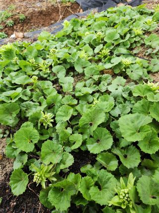 토마토21409님의 4월 내 작물 자랑하기 · 참여글 작성글 사진