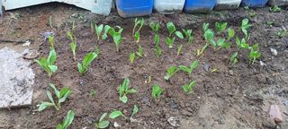 보령 게으른농부님의 4월 내 작물 자랑하기 · 참여글 작성글 사진