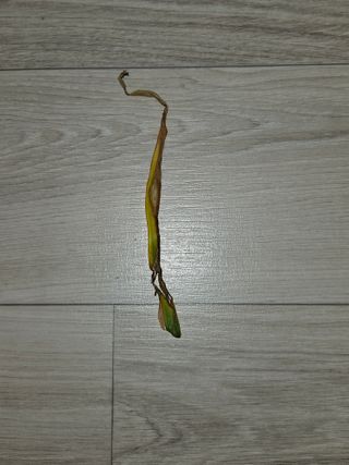 화이팅 김동각님의 마늘 · 병해충상담 작성글 사진