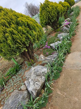 감자20359님의 4월 내 작물 자랑하기 · 참여글 작성글 사진