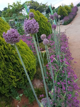 감자20359님의 4월 내 작물 자랑하기 · 참여글 작성글 사진