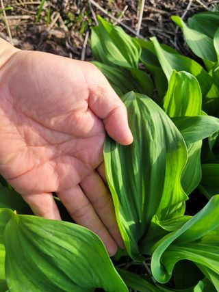 재화농원(이재권)님의 4월 내 작물 자랑하기 · 참여글 작성글 사진