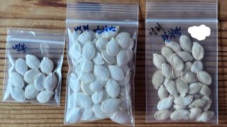 김중언님의 호박 · 자유게시판 작성글 사진