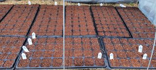 김중언님의 호박 · 자유게시판 작성글 사진