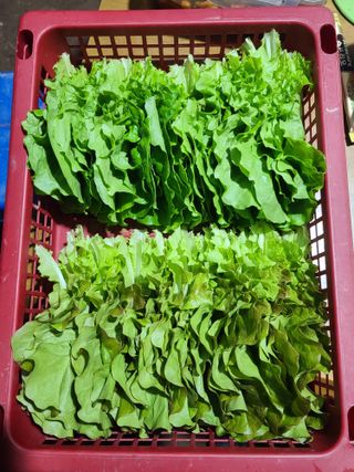 종일님의 4월 내 작물 자랑하기 · 참여글 작성글 사진