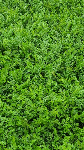 종일님의 4월 내 작물 자랑하기 · 참여글 작성글 사진