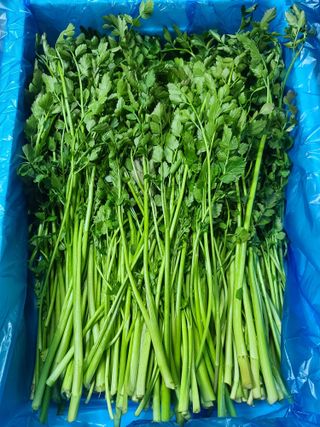 종일님의 4월 내 작물 자랑하기 · 참여글 작성글 사진