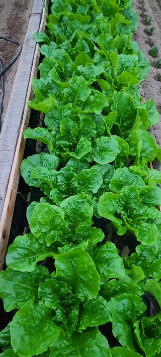 종일님의 4월 내 작물 자랑하기 · 참여글 작성글 사진