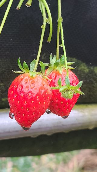 종일님의 4월 내 작물 자랑하기 · 참여글 작성글 사진