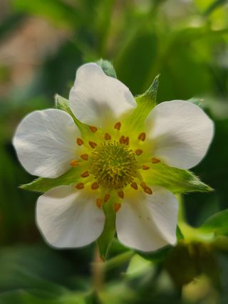 종일님의 4월 내 작물 자랑하기 · 참여글 작성글 사진