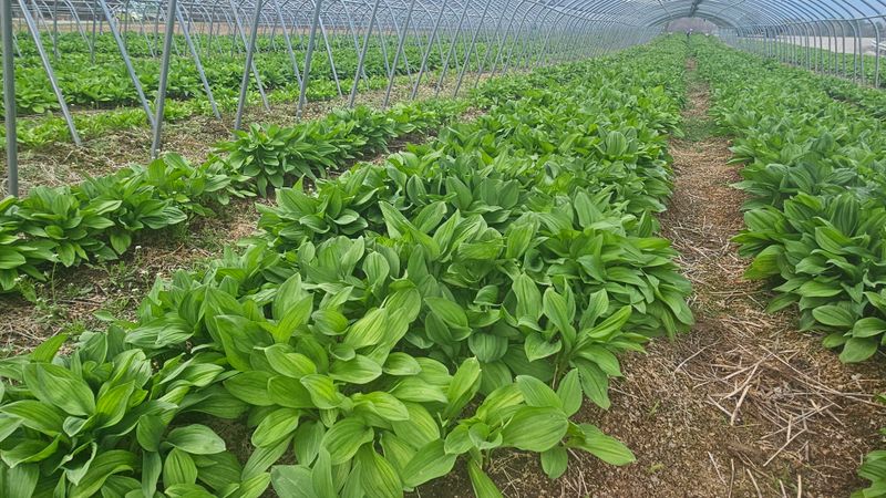 재화농원(이재권)님의 장터 판매 상품 [[판매완료]평창 산마늘(잎명이,울릉도종)2kg] 첨부 사진