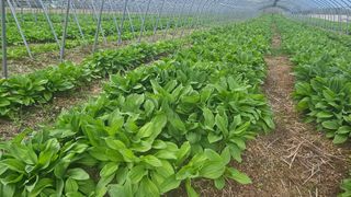 재화농원(이재권)님의 작성글 사진