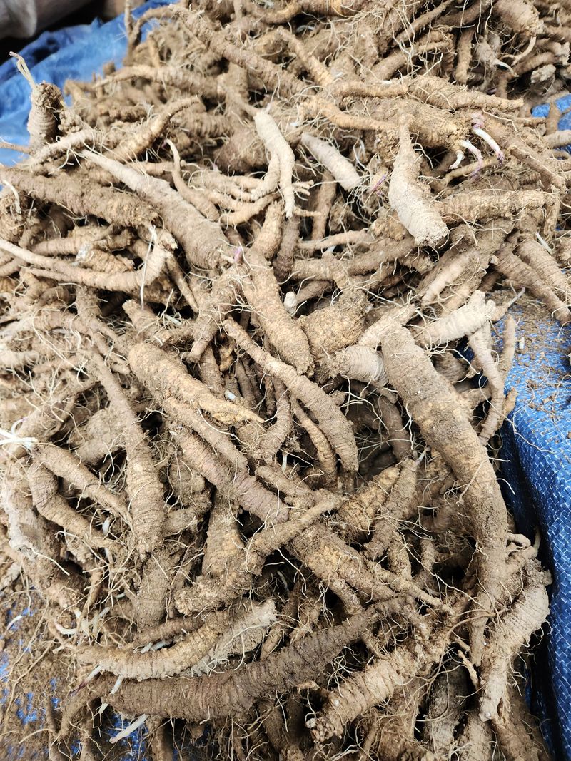 윤미선(농경채인증님의 장터 판매 상품 [더덕4키로 ] 첨부 사진