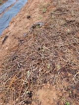 팜모닝 기타작물·영농일지 게시글 이미지