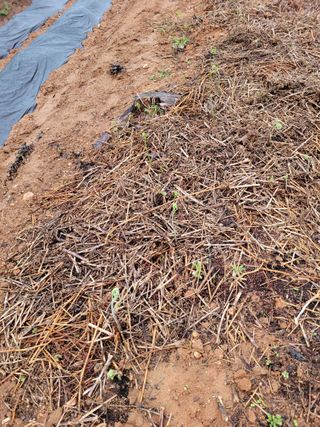 매미농장님의 기타작물 · 영농일지 작성글 사진