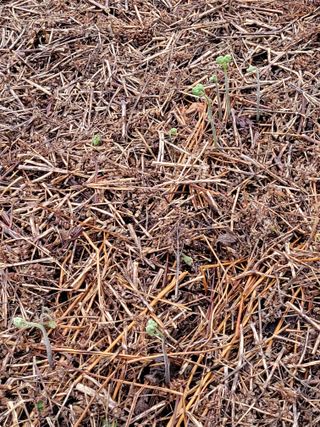 매미농장님의 기타작물 · 영농일지 작성글 사진