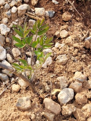 매미농장님의 기타작물 · 영농일지 작성글 사진