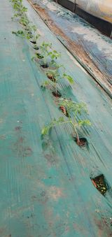 팜모닝 자유주제·자유게시판 게시글 이미지