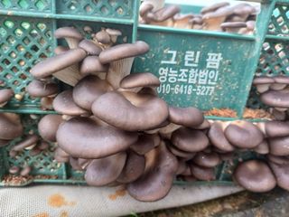 산골촌부님의 자유주제 · 자유게시판 작성글 사진