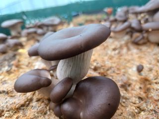 산골촌부님의 자유주제 · 자유게시판 작성글 사진