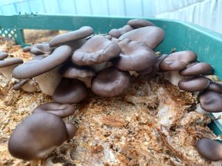 산골촌부님의 자유주제 · 자유게시판 작성글 사진