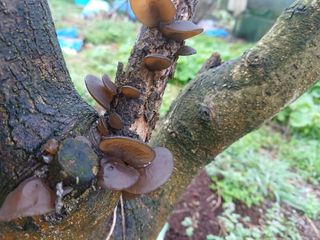 산골촌부님의 자유주제 · 자유게시판 작성글 사진